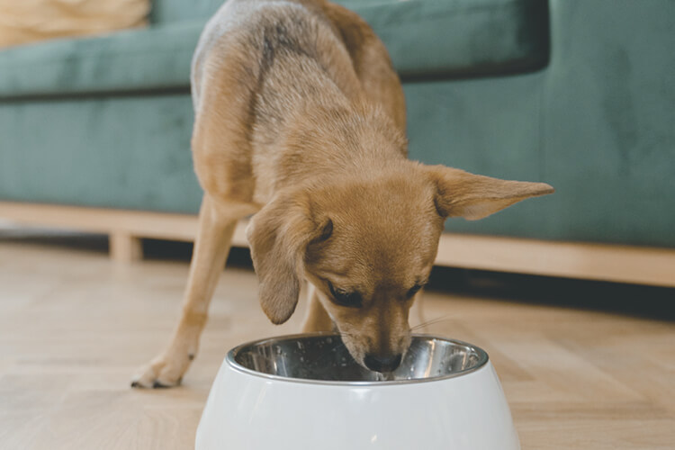 advanced pet care food dog bowl