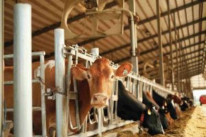 Feed and animal nutrition products for cows inside cowshed